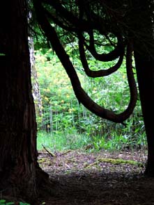 Leckmelm Gardens